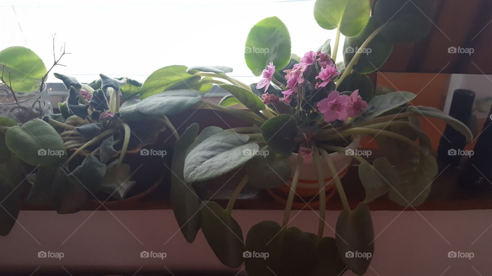 Violets in pots