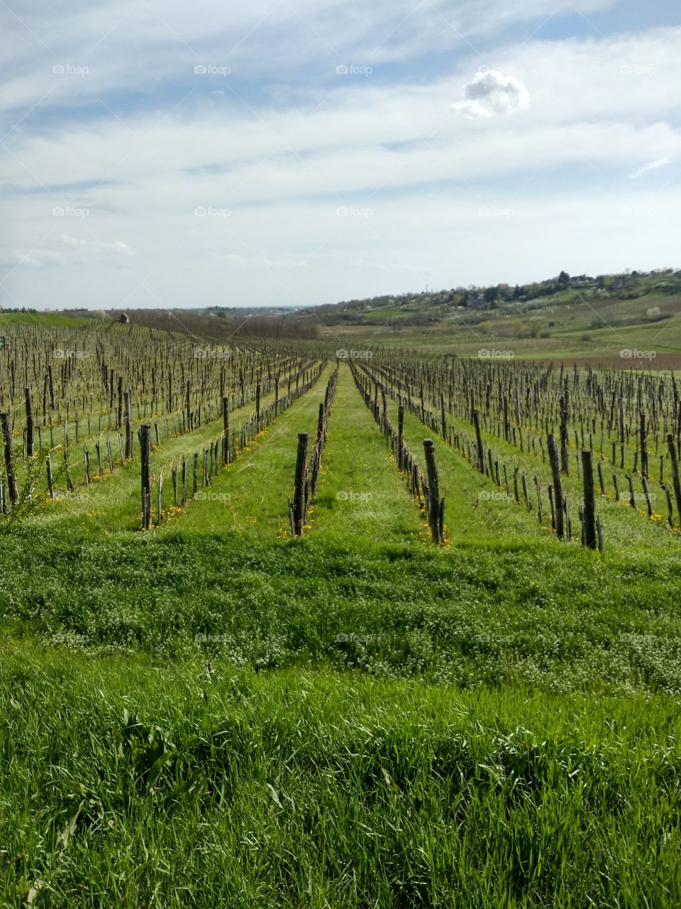 Vineyard