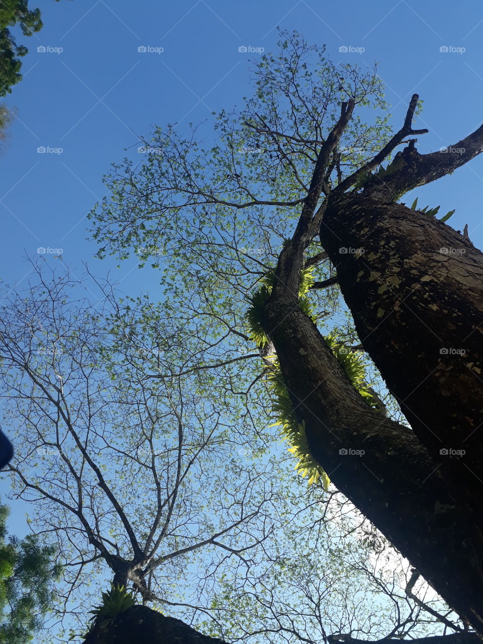 tree sunight and shadow