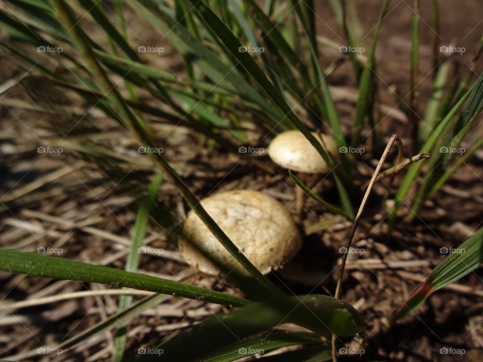 fungi kingdom