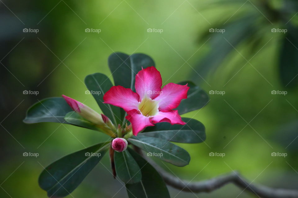 pink flower in bloom