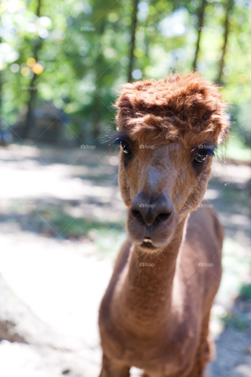 Portrait of alpaca