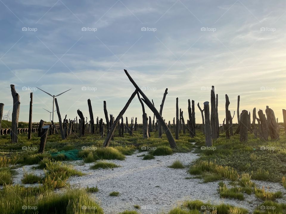 The art of driftwood