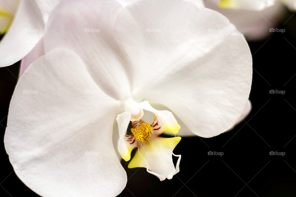 Petal of orchid