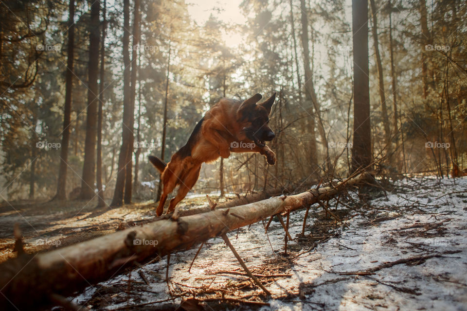 German shepherd dog walking in a winter park 