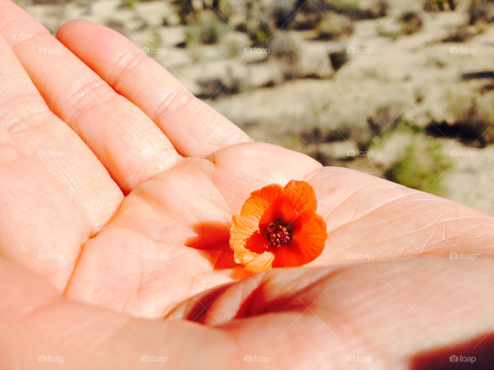 Delicate bright orange blossom in hand at high noon in the desert