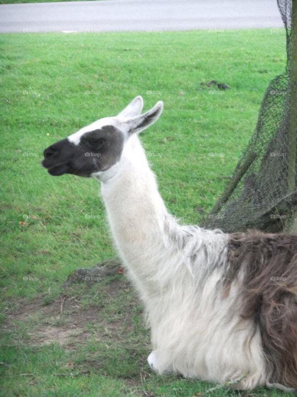 Llama 