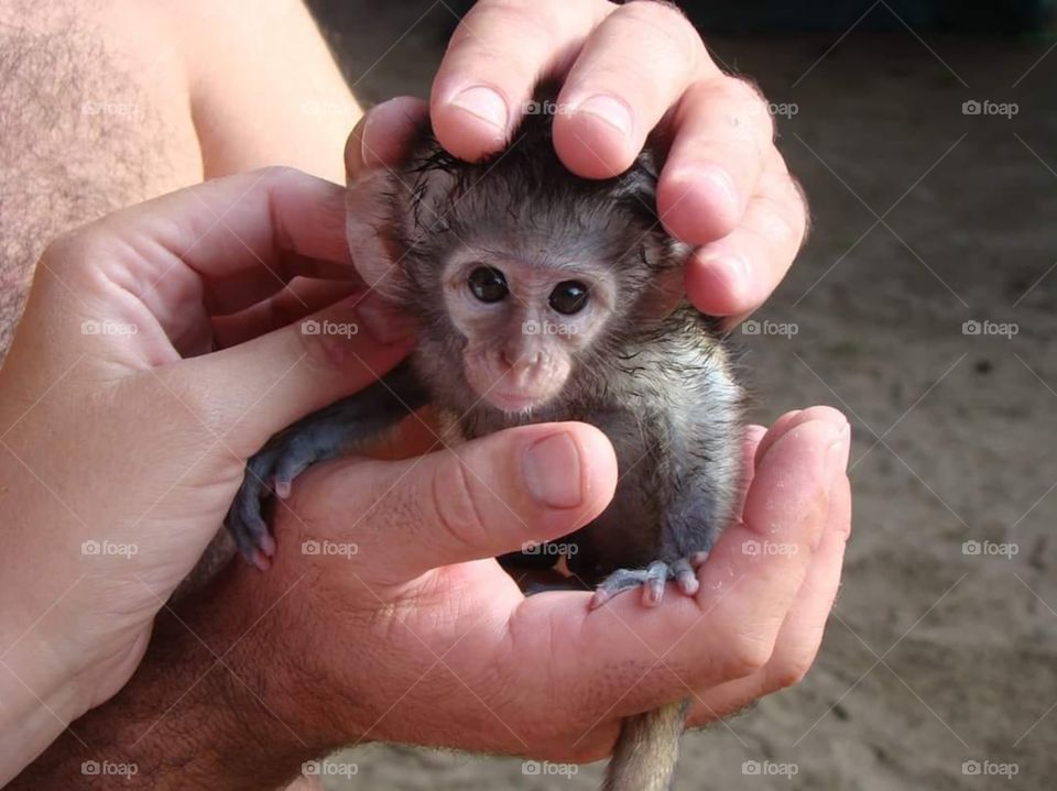 Baby monkey
