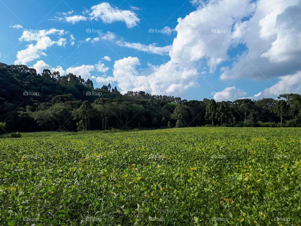 Sustainability in the Field: Soybean Plantation surrounded by Araucarias Forest in Southern Brazil. Preservation of nature, without compromising productivity.