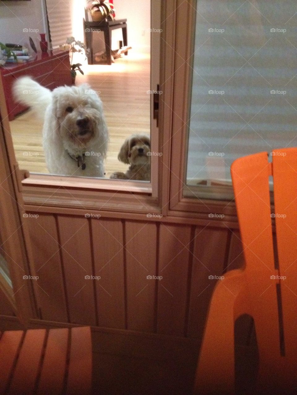 Doggies in the window 