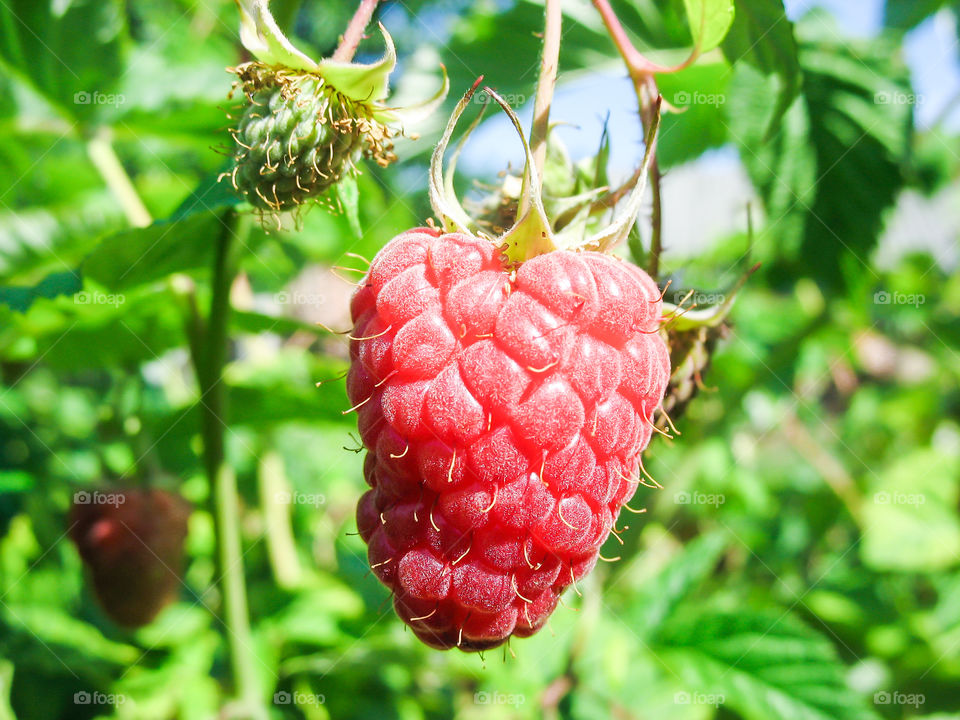 Closeup view and selective focus to fresh red ripe raspberry on the branch in the garden.