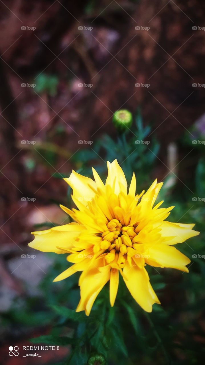 Marigold in my area spring up from nowhere but won't grow if sown