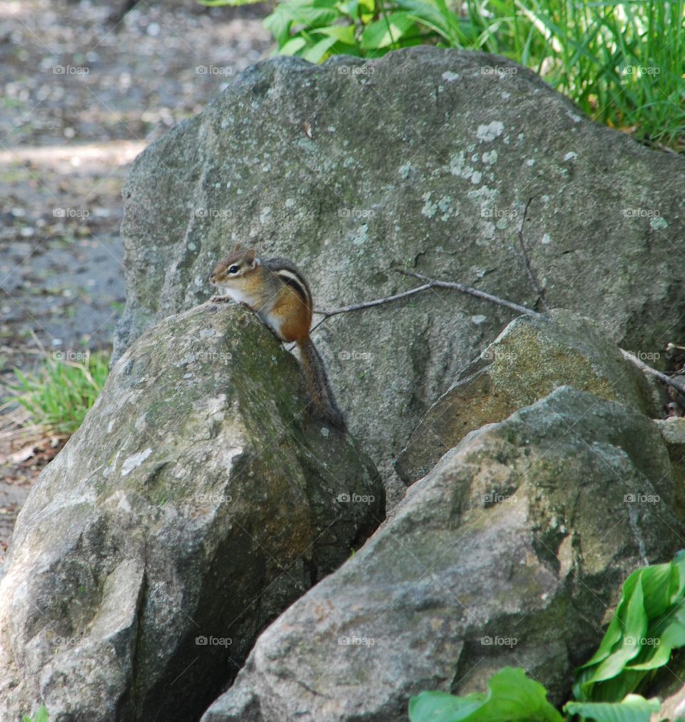Chipmunk