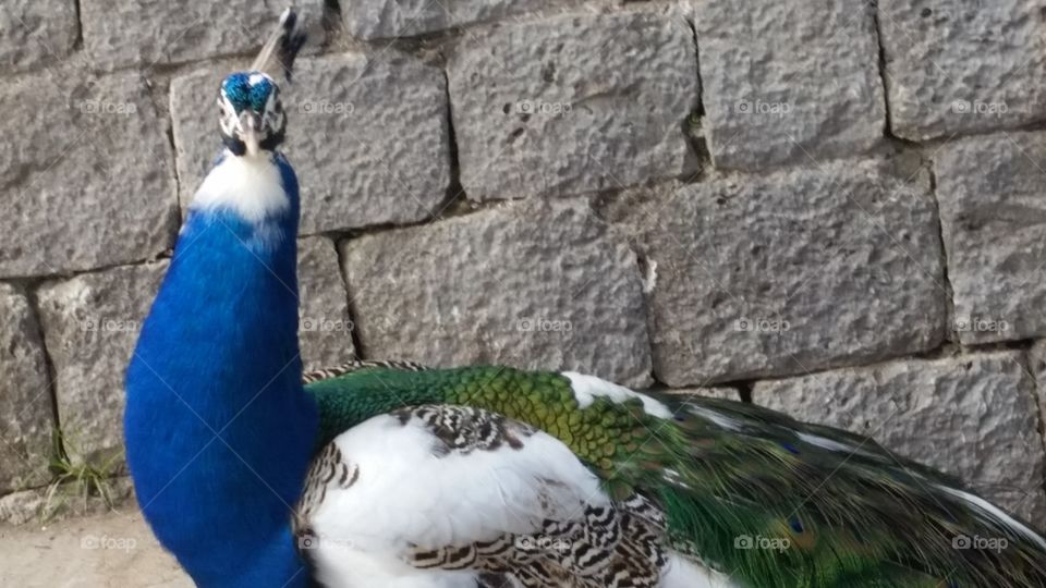 peacock love