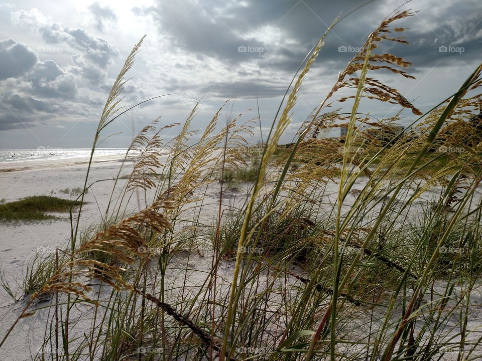 Beach grass in the wind.