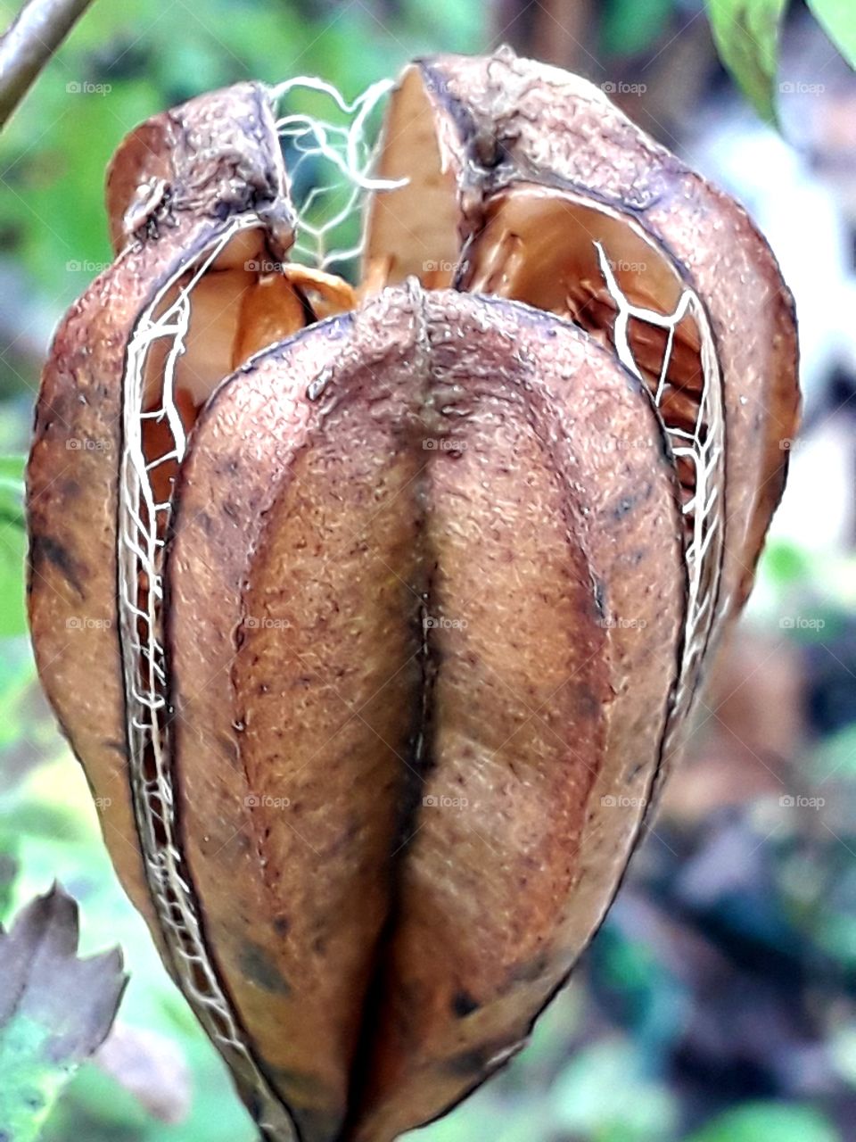 close-up of  an opening  lilly dry brown fruit