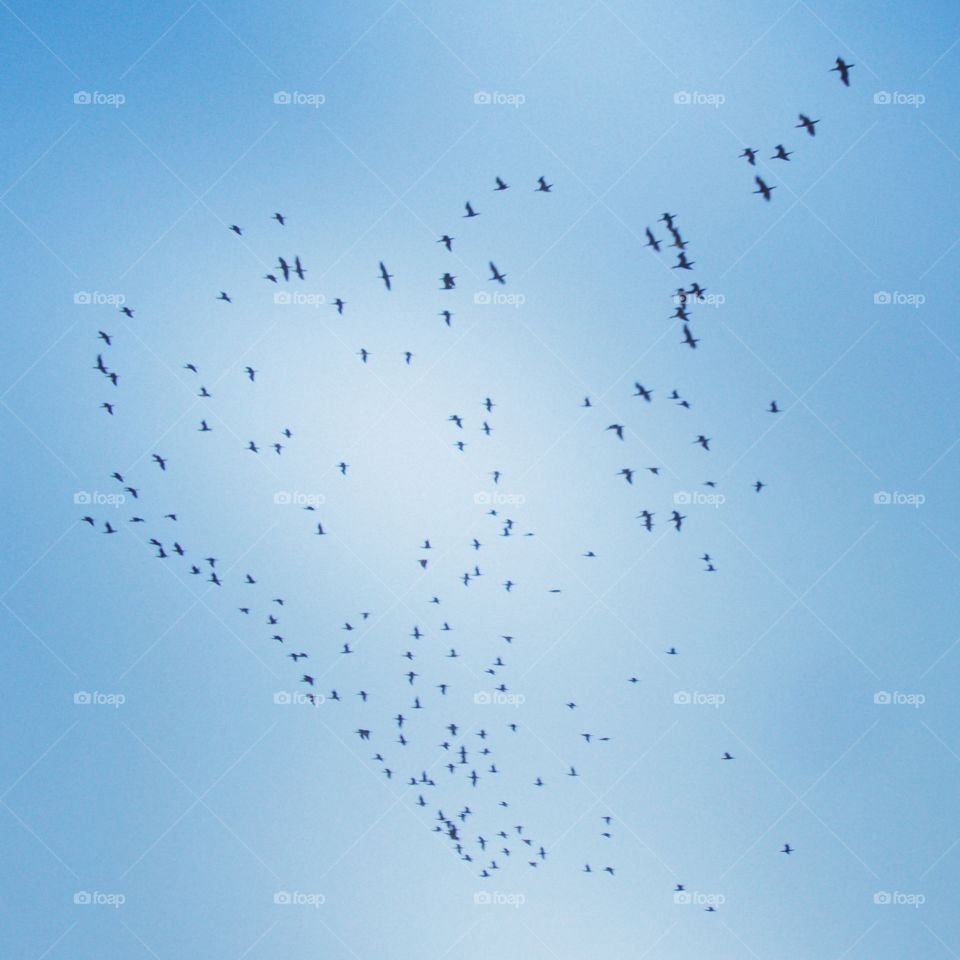 migrating birds over the Nile in Asswan Egypt