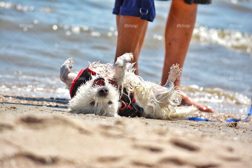 Sandy dog