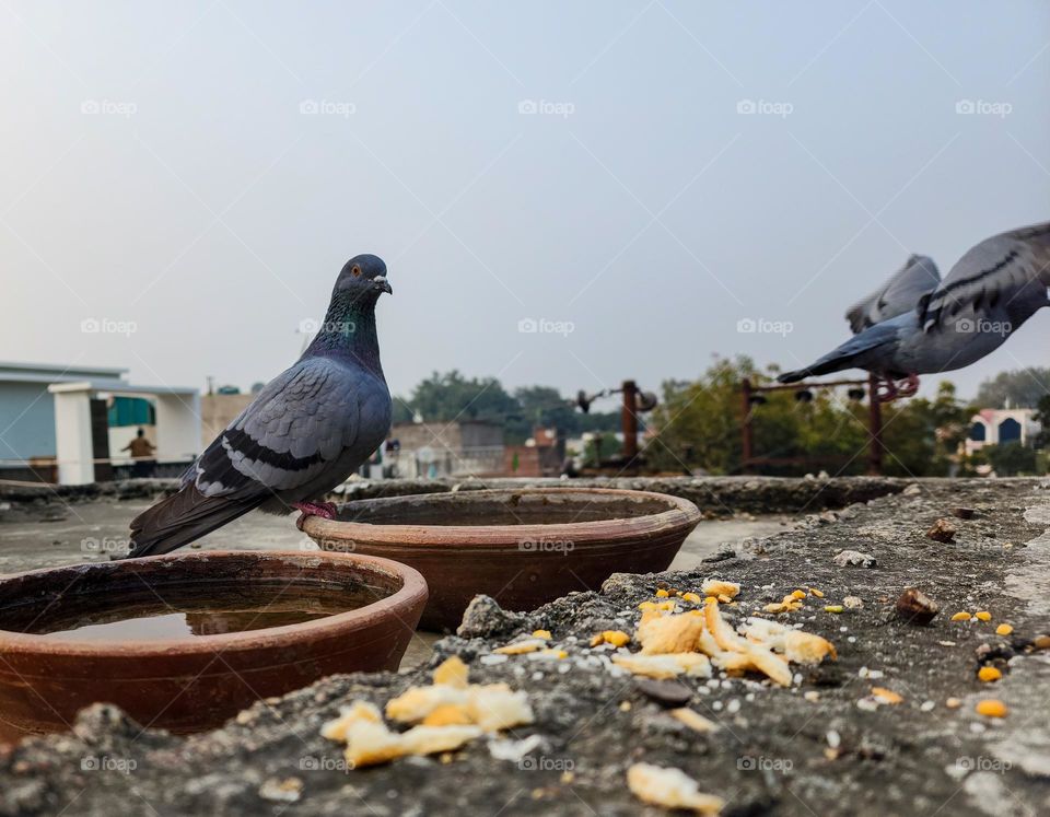 pigeons