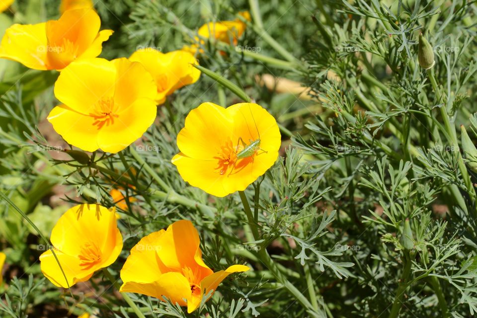Garden and beautiful yellow flowers