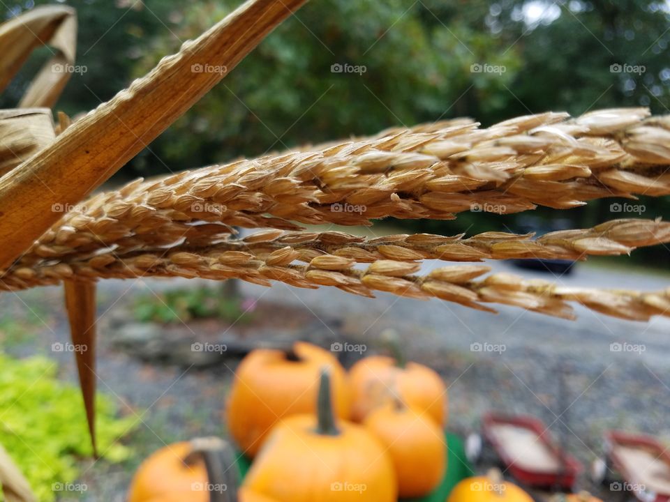 Corn stalk close up