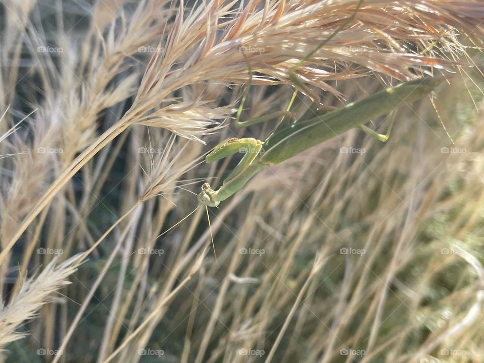 A green praying mantis laying on a plant. 