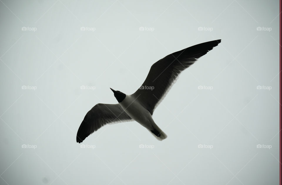 Seagull soaring 