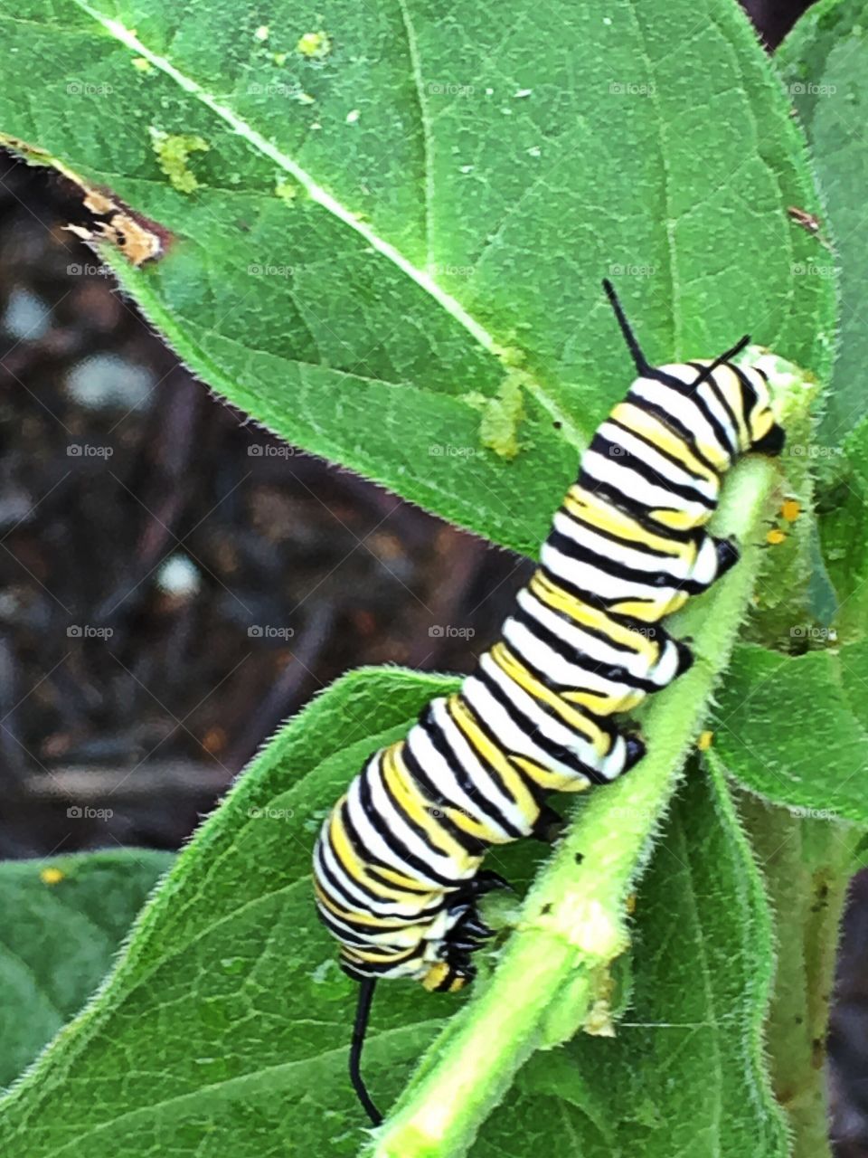 Monarch caterpillar nature photo