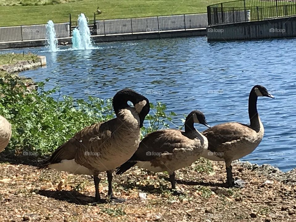 Walking around the pond visiting fountain and birds 