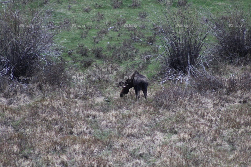 Moose no filter wildlife animal four brush Wyomi bushes grass unedited Field backcountry countryside