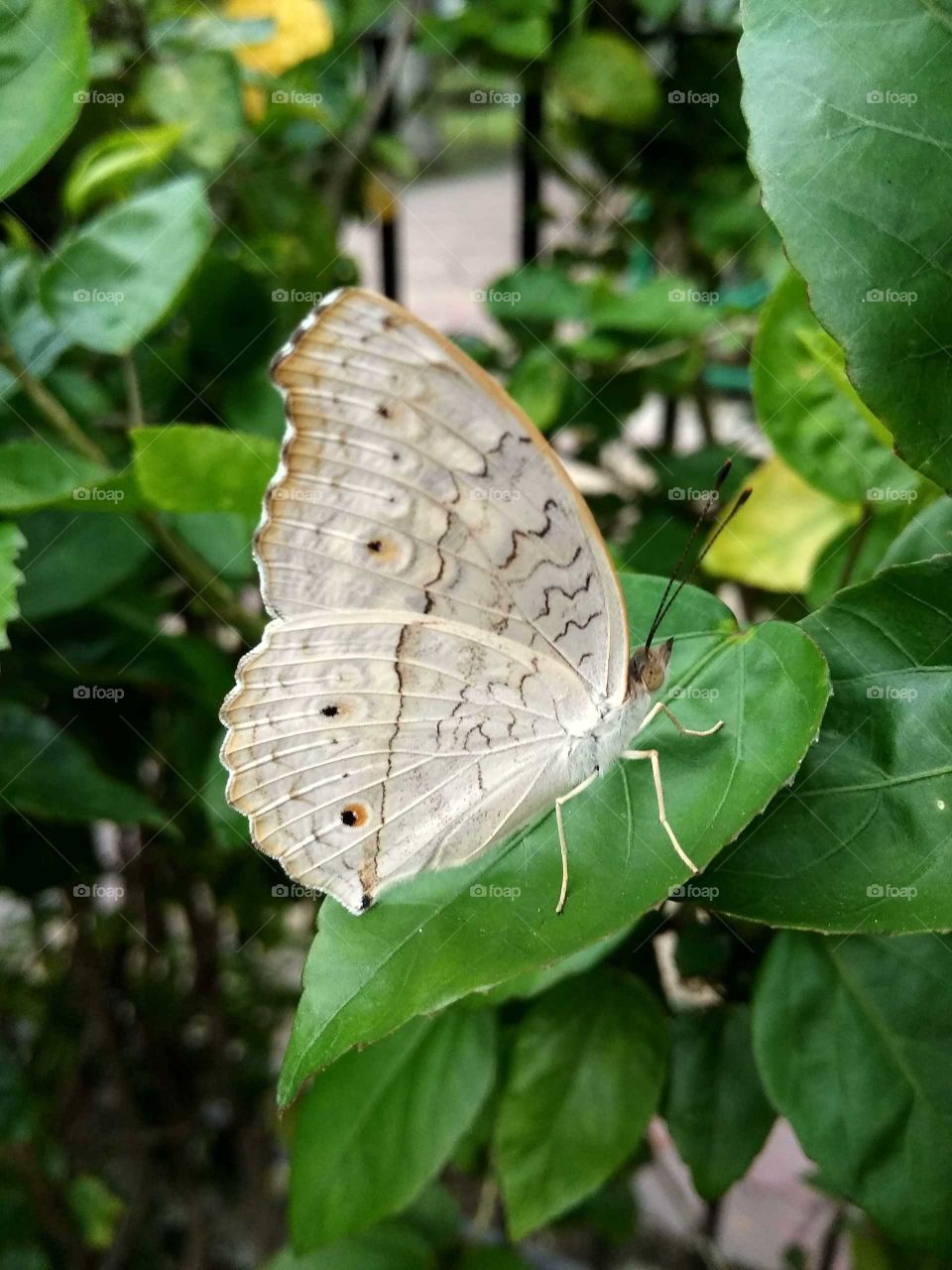 butterfly garden in nature