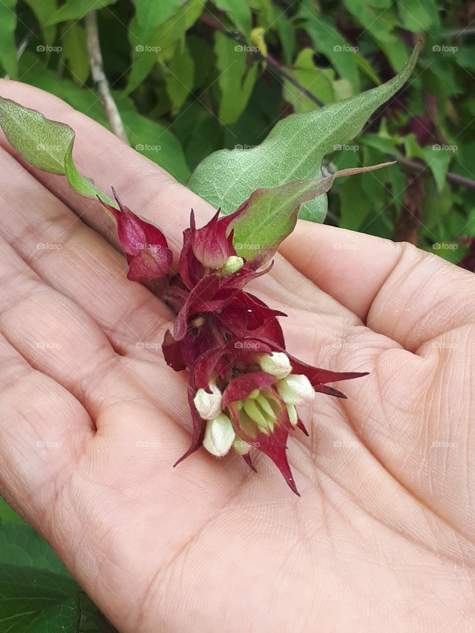 Flower, Flora, Leaf, Nature, Garden