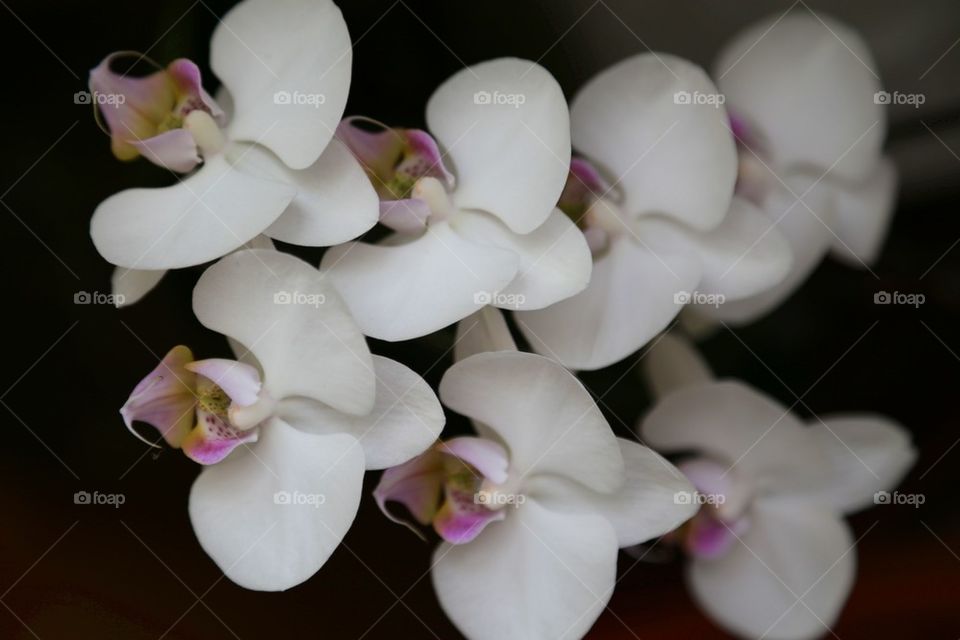 White orchid