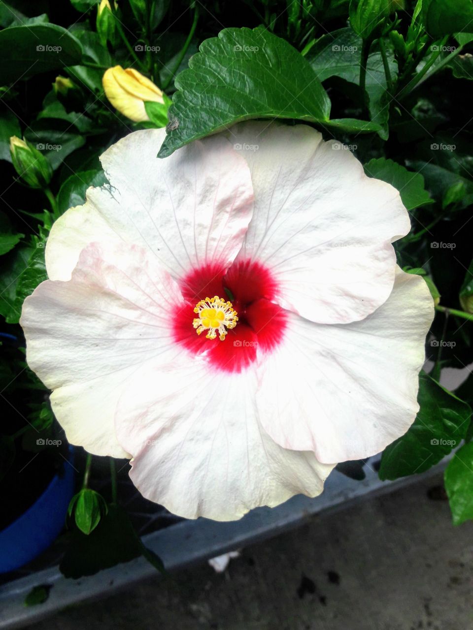 Large White Hibiscus
