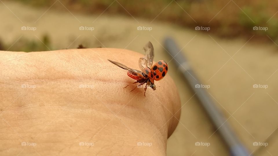 Insect, No Person, Nature, Wildlife, Outdoors