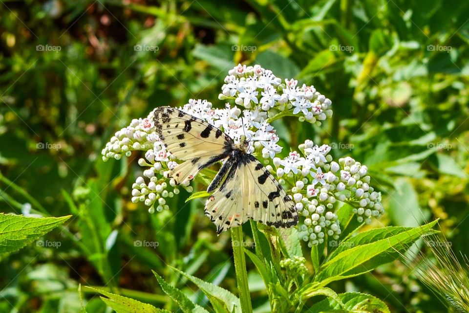 The beauty of spring