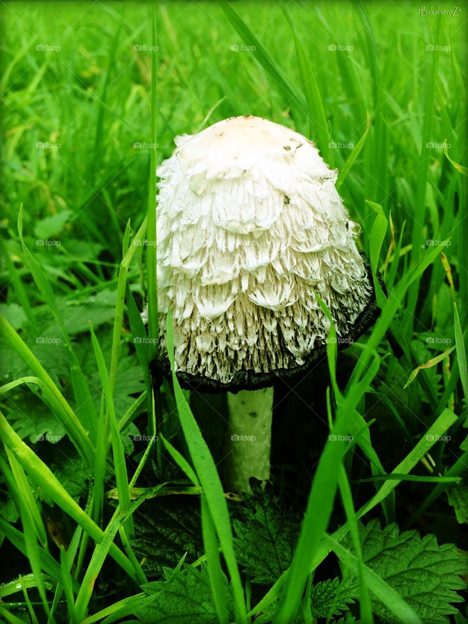 Mushroom close up background nature therapy amazing wildlife