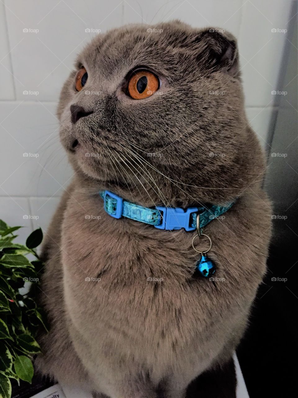 very cute scottish fold cat in a blue collar