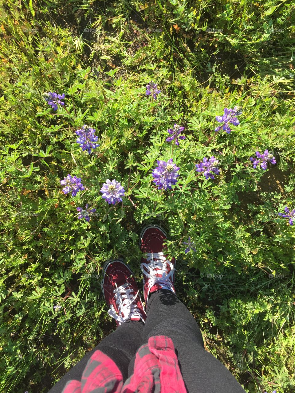 Person’s shoes with lavender plant in nature. 