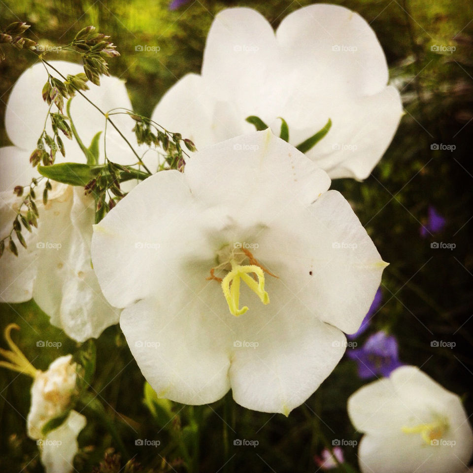 garden flower white blomma by westher