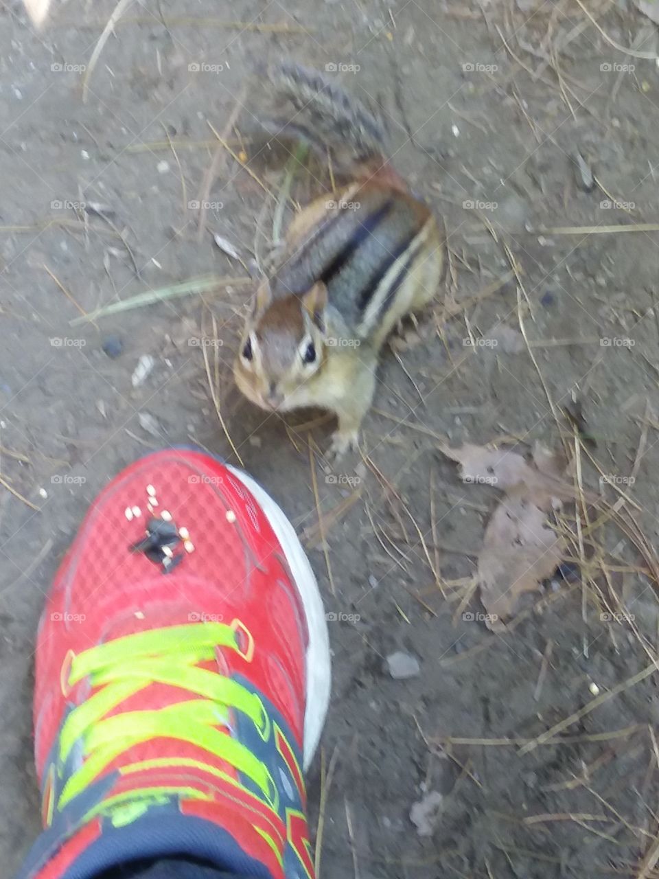 chipmunk eating off my new balance sneaker
