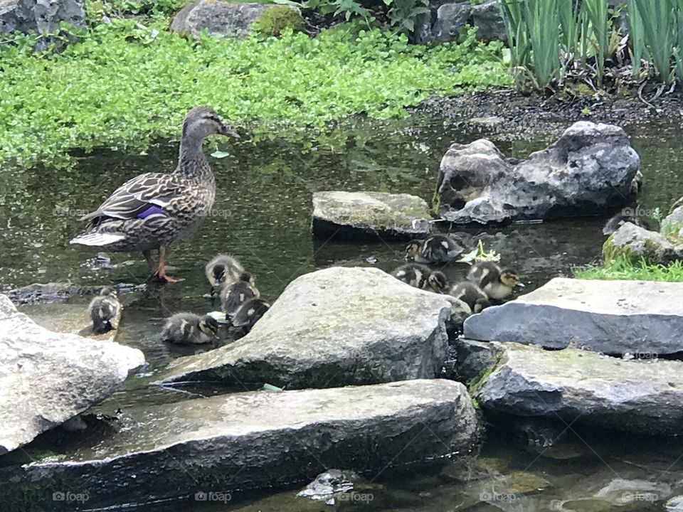 Ducklings and Mama