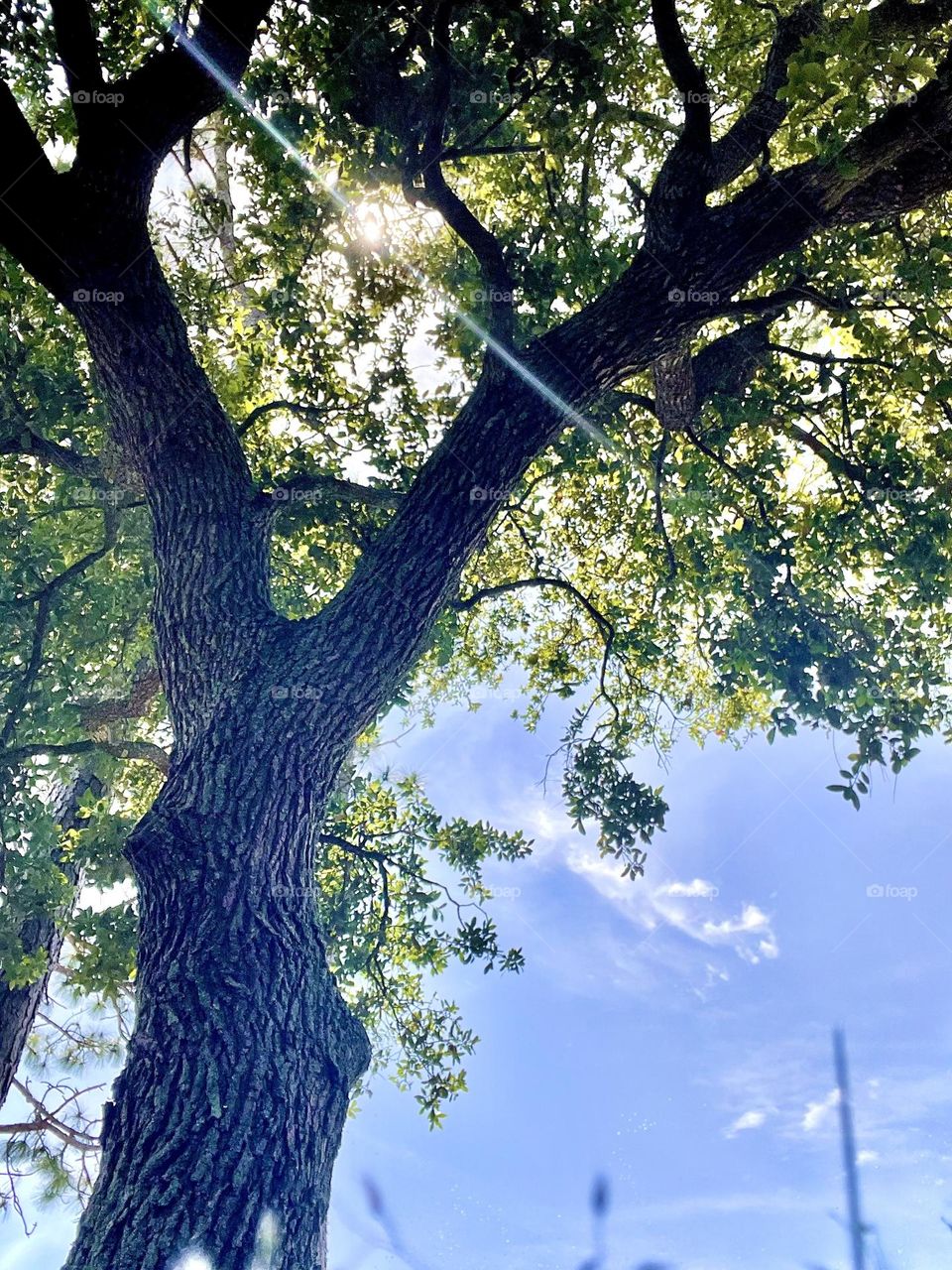 View from ground of large Tree with beautiful Brilliant sunshine shinning through tree tops. 