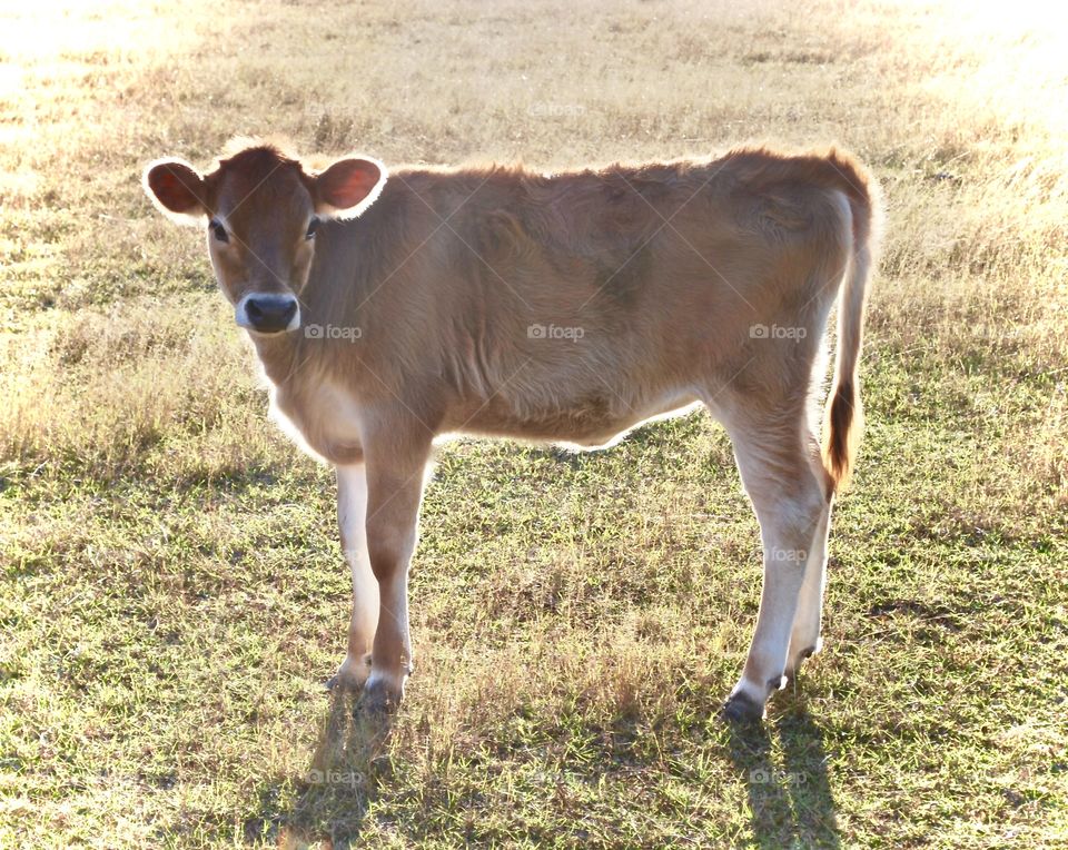 Calf Cuteness