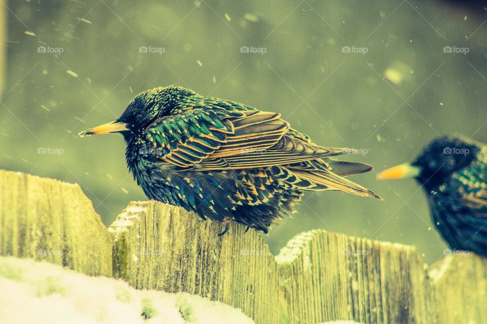 bird sitting on a snow covered fence in the middle of a snowstorm