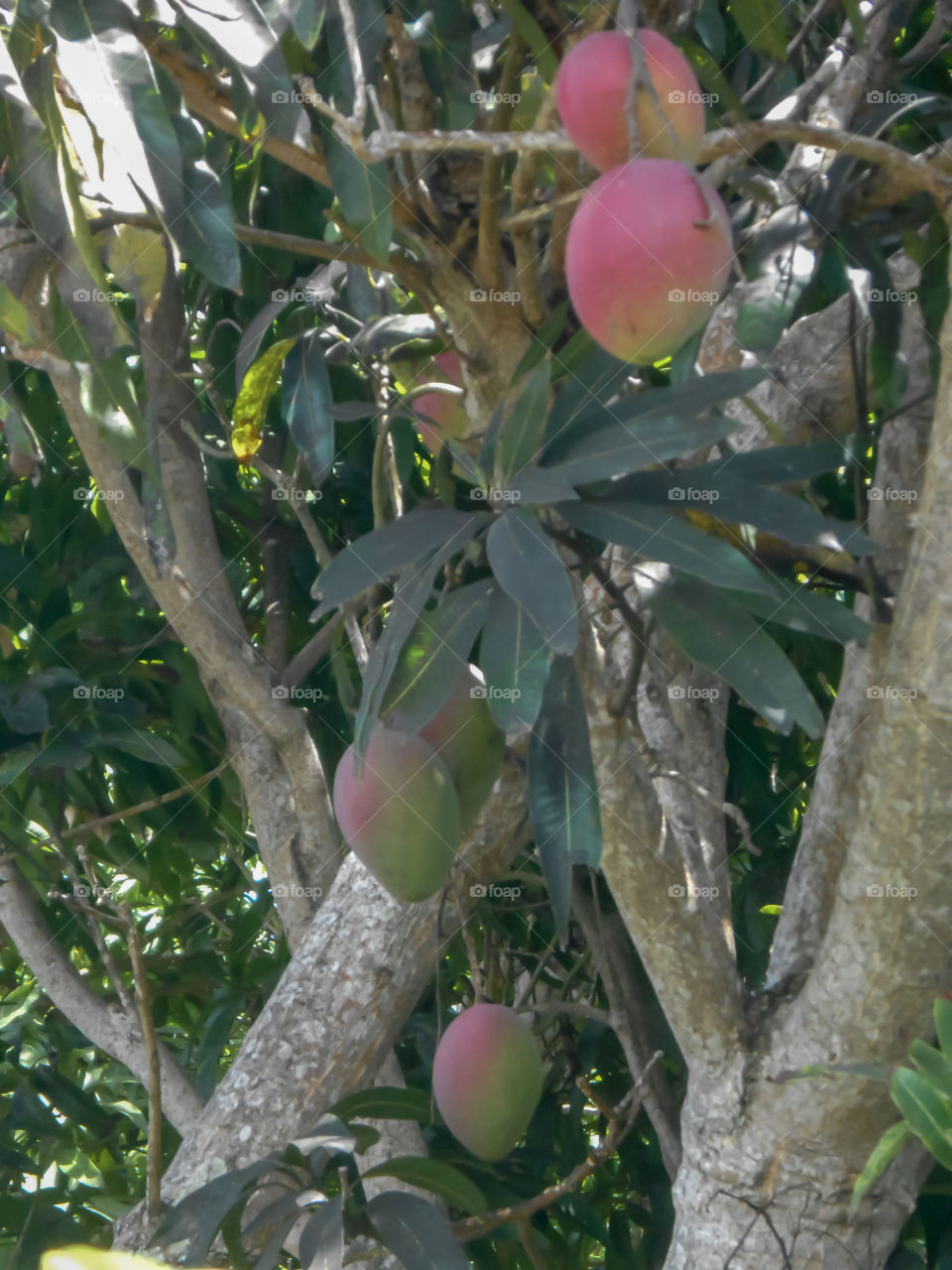 Mature Mangoes On Tree