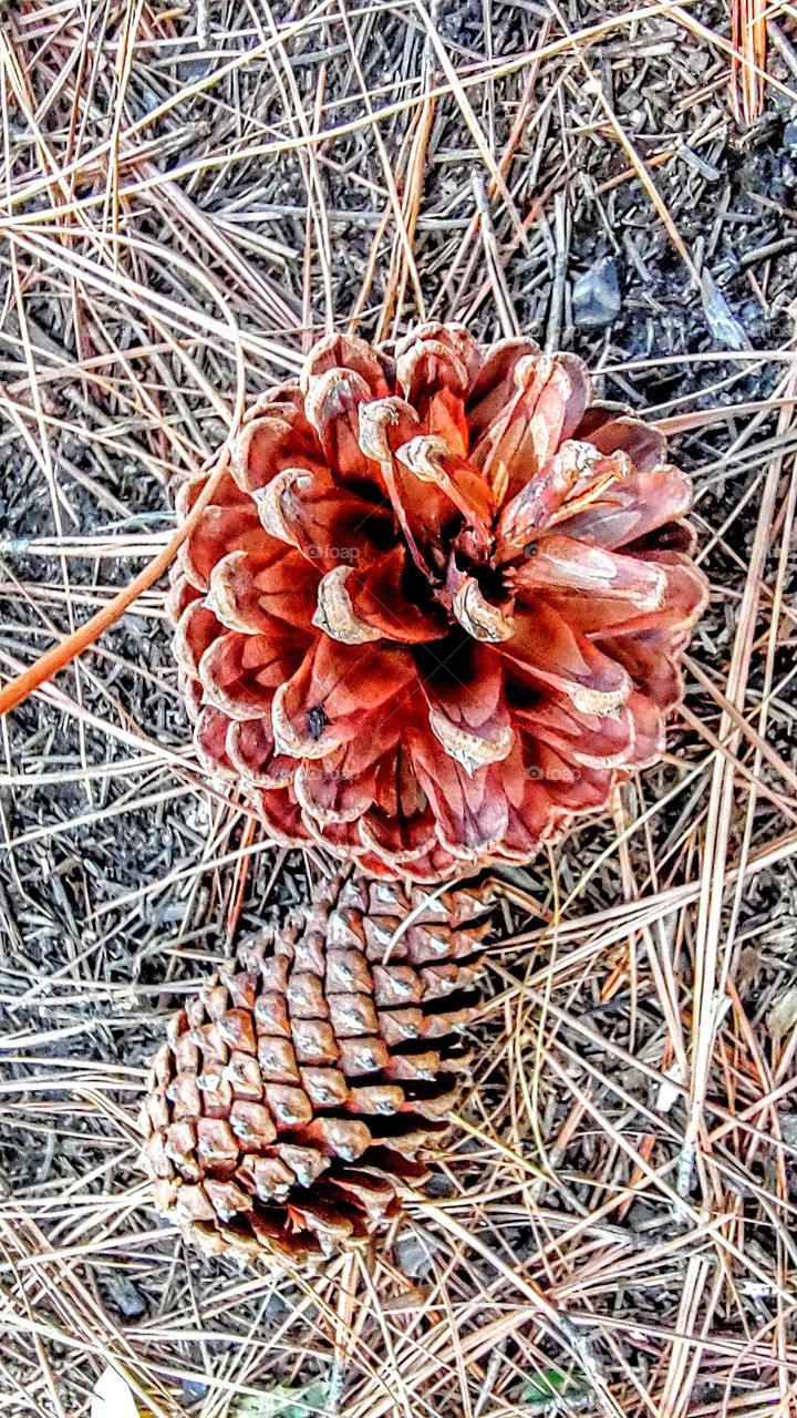 Pinecone