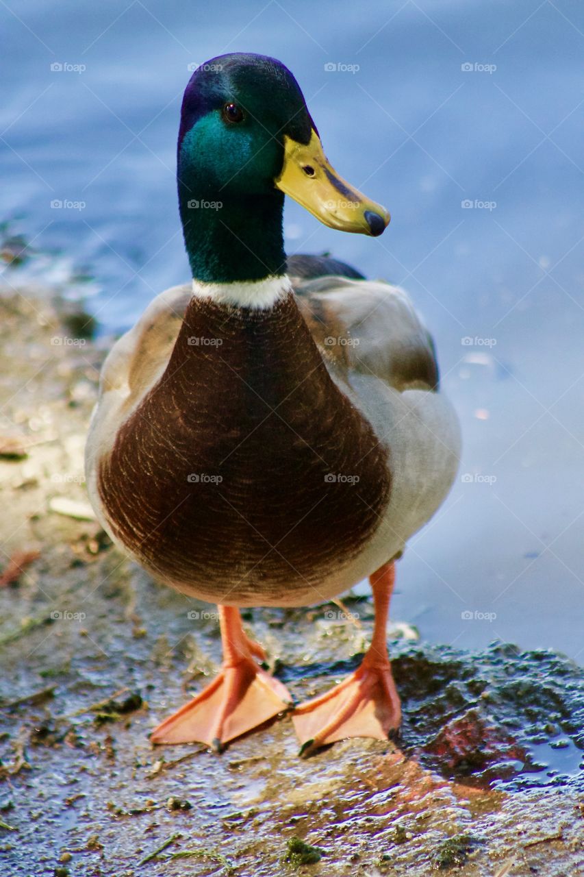 Mallard duck 