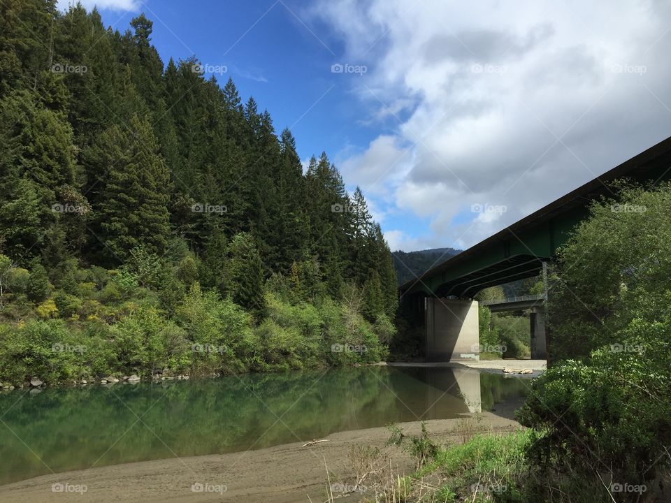 Redwood trees. Water under the bridge