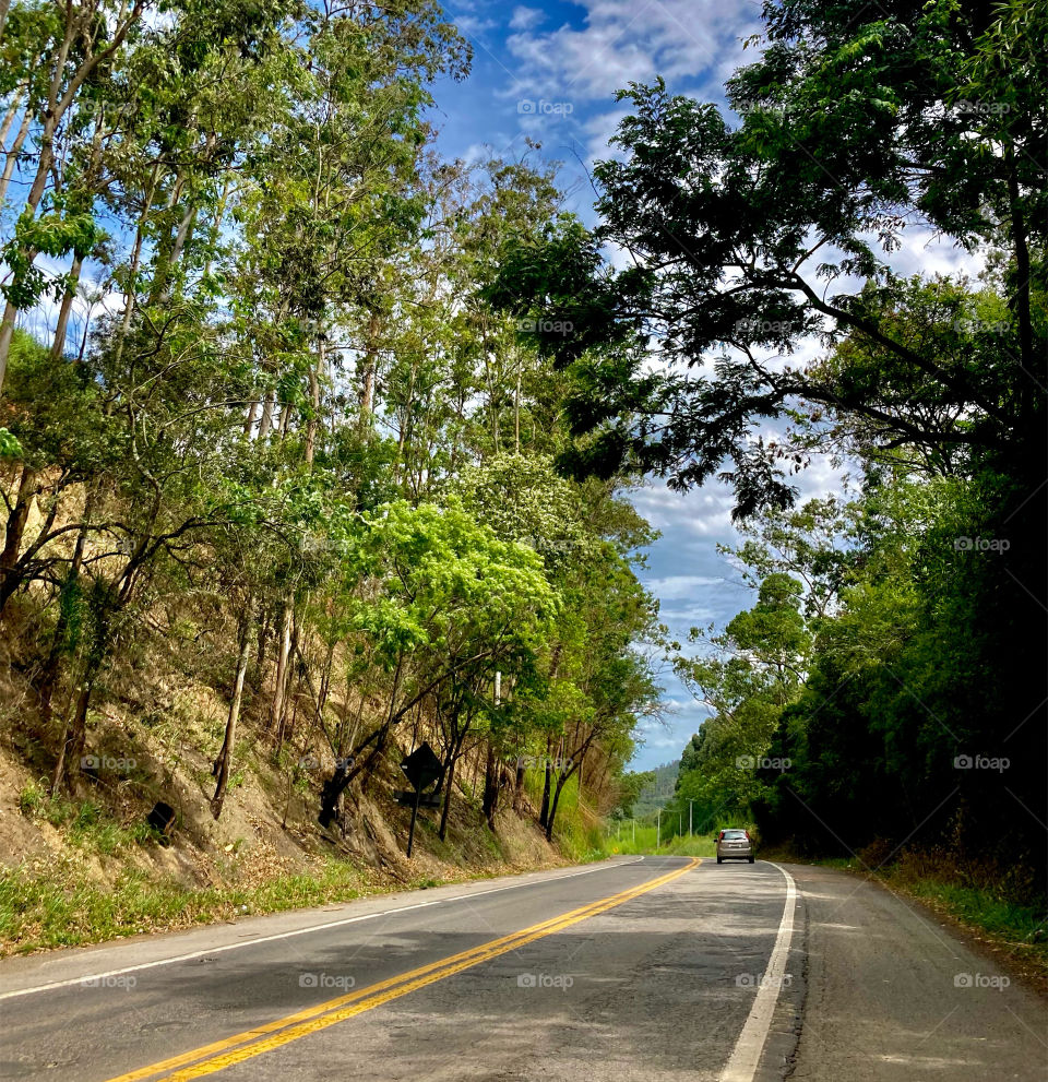 Onde existe árvore, existe tranquilidade… Pelas estradas do dia-a-dia, seguimos rodando. Que paz neste caminho. / Where there's a tree, there's tranquility… Along the day-to-day roads, we keep driving.  What peace on this path.